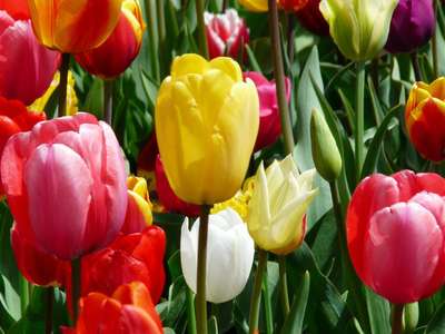 Vente Cadeaux - Fleurs à Perpignan