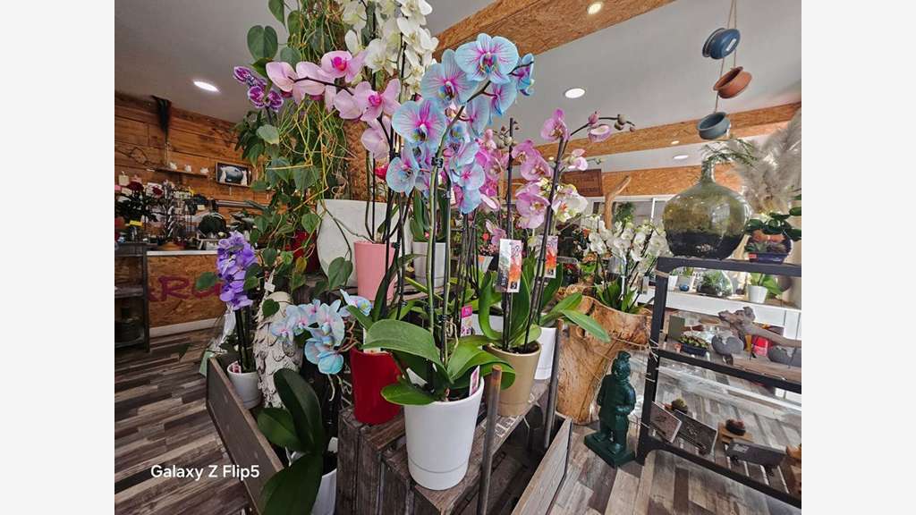 Vente fonds fleuriste à Reims Clinique des Bleuets