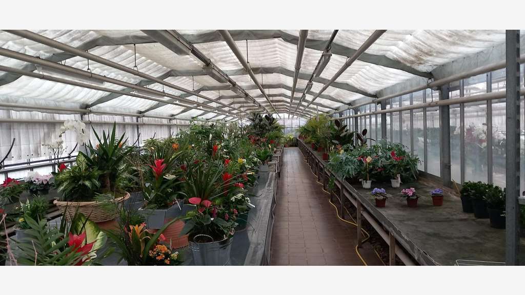 AV Exploitation horticole + commerce fleuriste 42