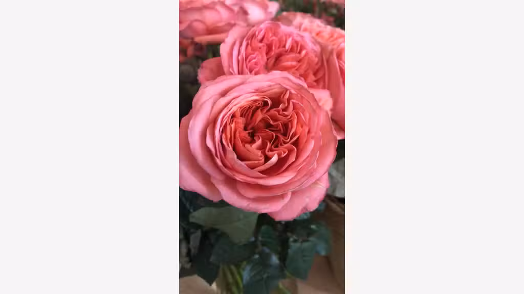 Vente Artisan fleuriste en centre ville Yvelines