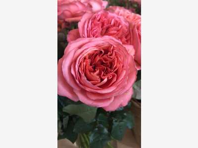 Vente Artisan fleuriste en centre ville Yvelines