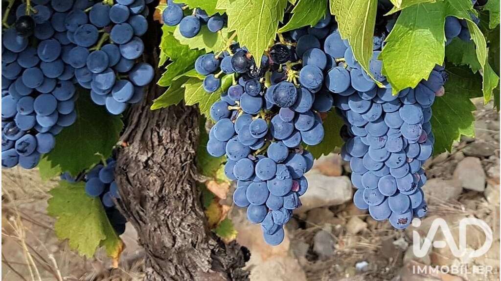 Vente vignoble aop Faugères sur 9.7 ha à Laurens