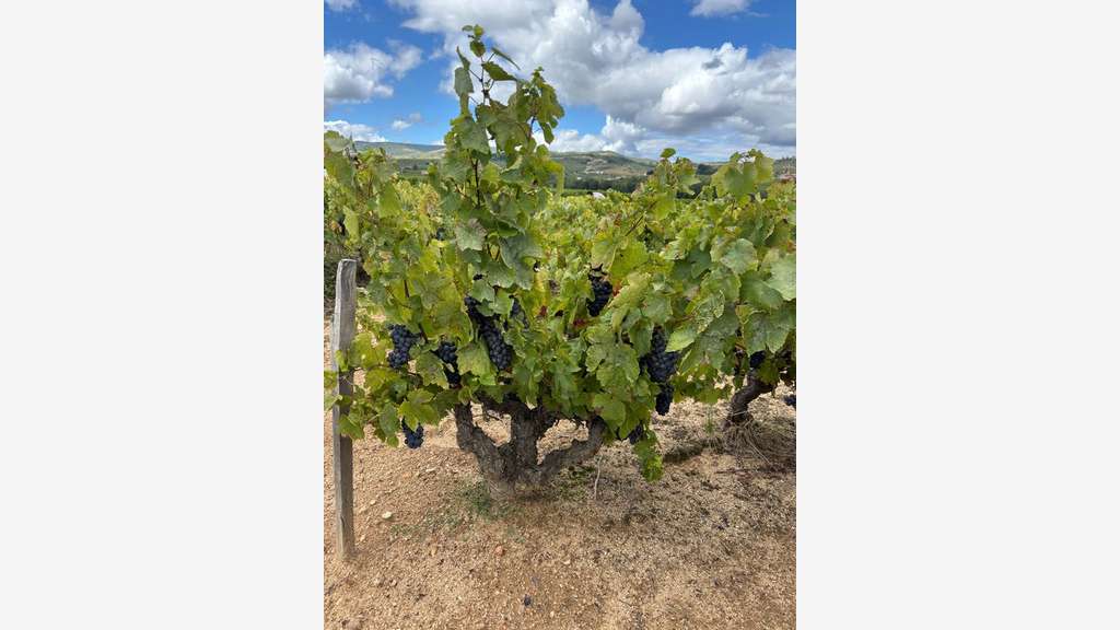 Cède parcelle viticole en cru beaujolais Pruzilly