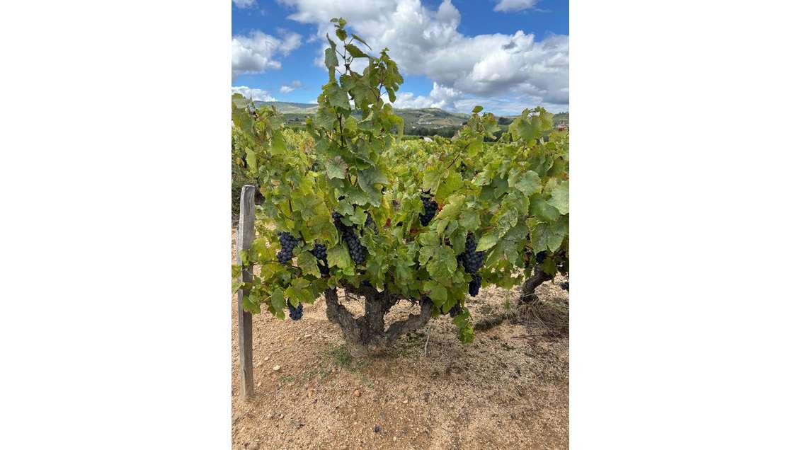 Cède parcelle viticole en cru beaujolais Pruzilly
