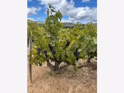 Cède parcelle viticole en cru beaujolais Pruzilly