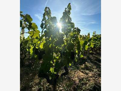 A vendre vignes AOC Moulin à Vent 3464m² Bourgogne