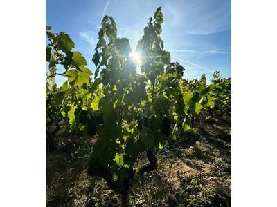 Vente Agriculture - Viticulture à Romanèche-Thorins