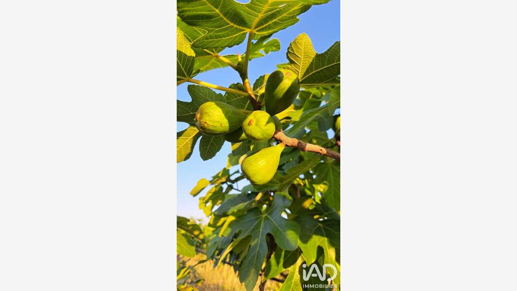 Vente propriété agricole arboricole 2.3ha Tourbes