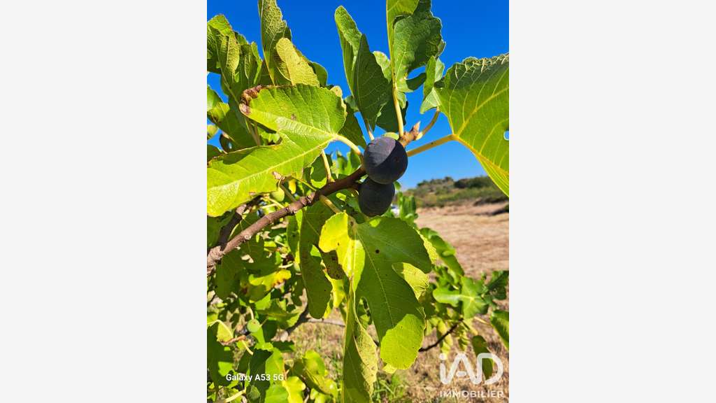 Vente propriété agricole arboricole 2.3ha Tourbes