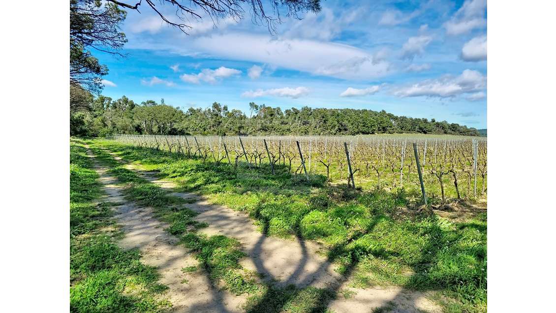 AV domaine viticole en agriculture bio Tourouzelle