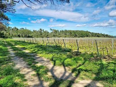 AV domaine viticole en agriculture bio Tourouzelle