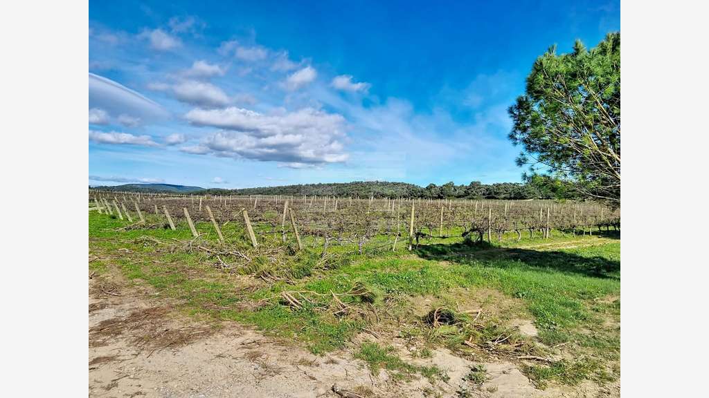 AV domaine viticole en agriculture bio Tourouzelle