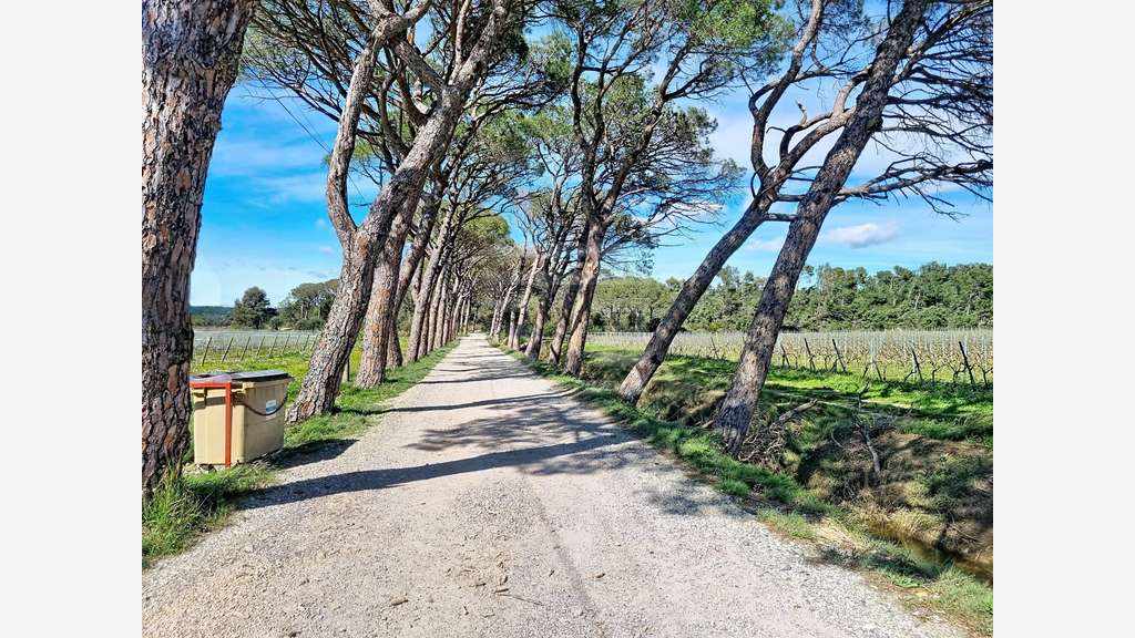 AV domaine viticole en agriculture bio Tourouzelle