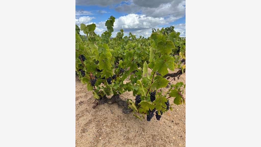 Parcelles de vignes à vendre à Regnie Durette (69)