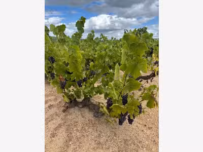 Parcelles de vignes à vendre à Regnie Durette (69)