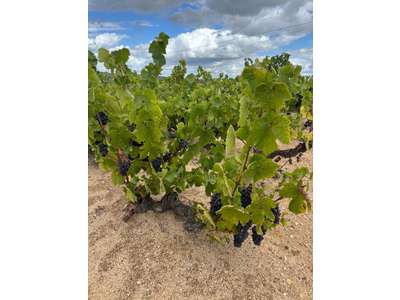 Vente Agriculture - Viticulture à Régnié-Durette