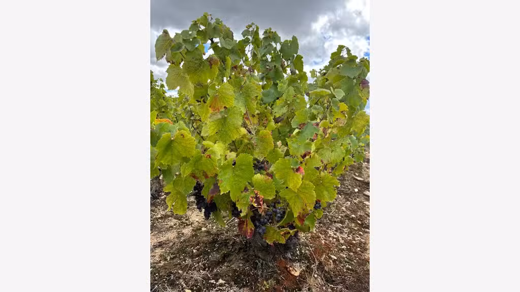 Parcelles de vignes à vendre à Regnie Durette (69)