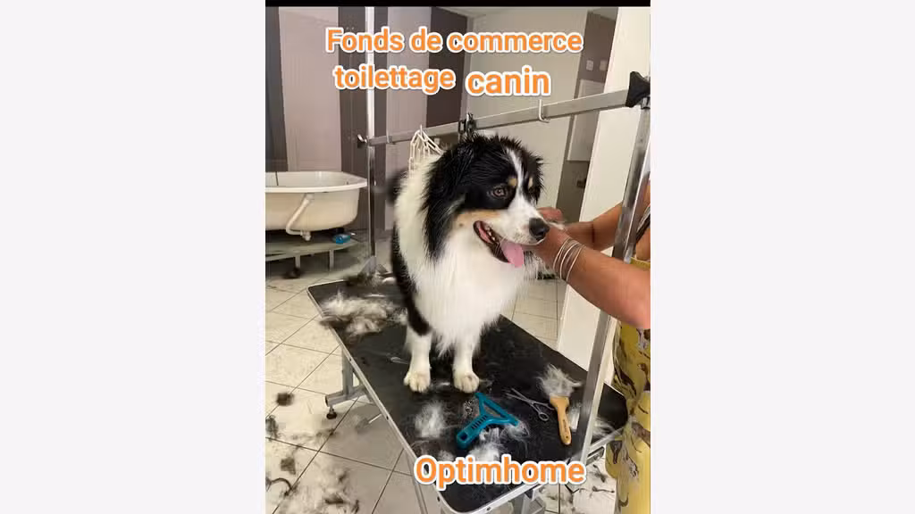 A vendre salon de toilettage à Questembert