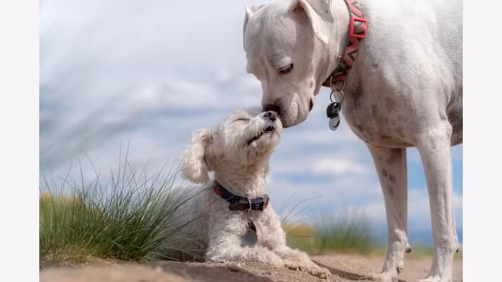 Vente FDC pension canine à 40 min de Dijon