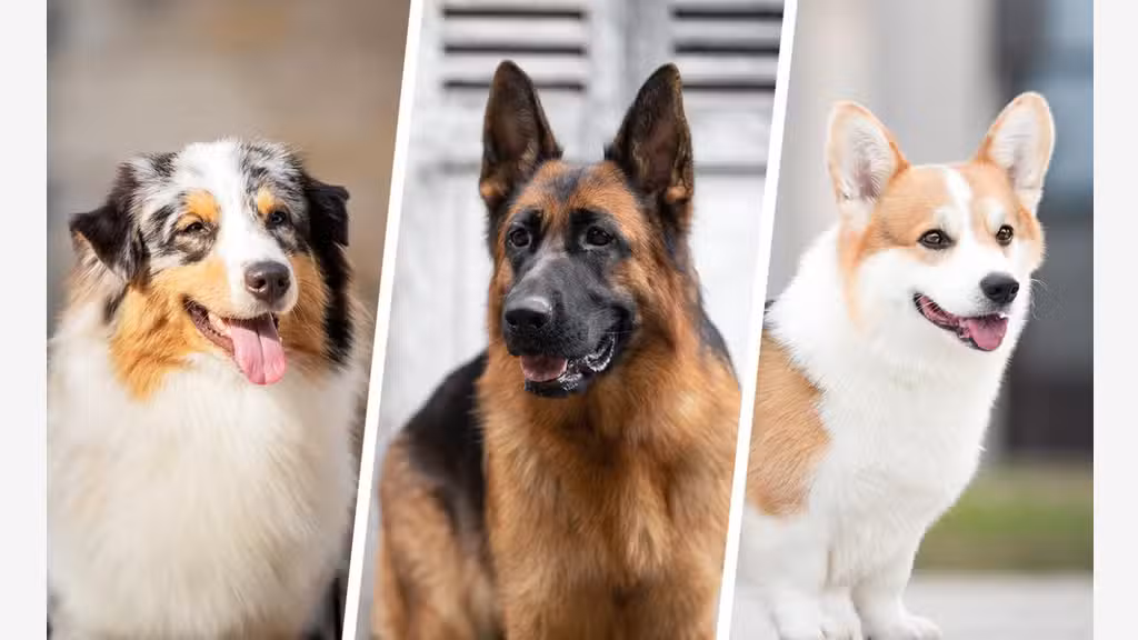Vente FDC pension canine à 40 min de Dijon