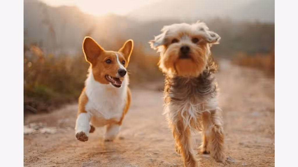 Vente FDC pension canine à 40 min de Dijon