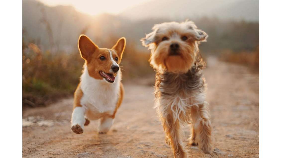 Vente FDC pension canine à 40 min de Dijon