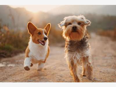 Vente FDC pension canine à 40 min de Dijon
