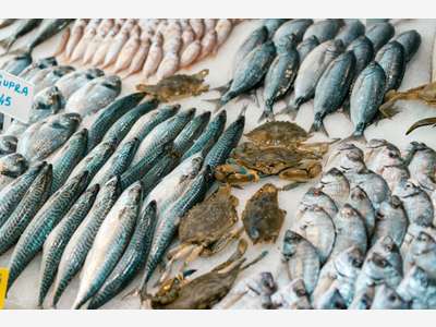 Vente poissonnerie espace dégustation Tarnos plage