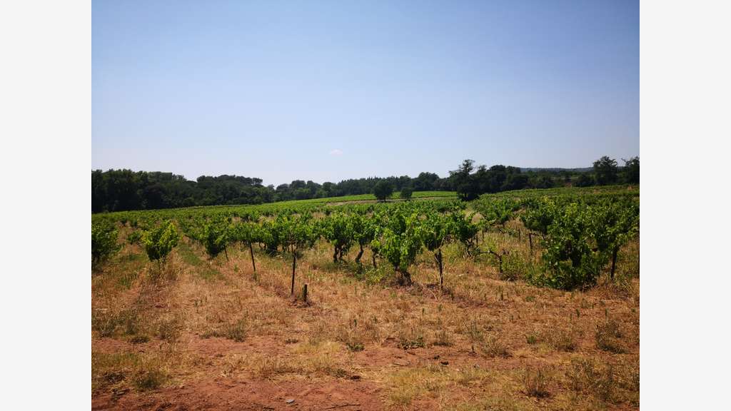 A vendre propriété viticole proche de Fréjus