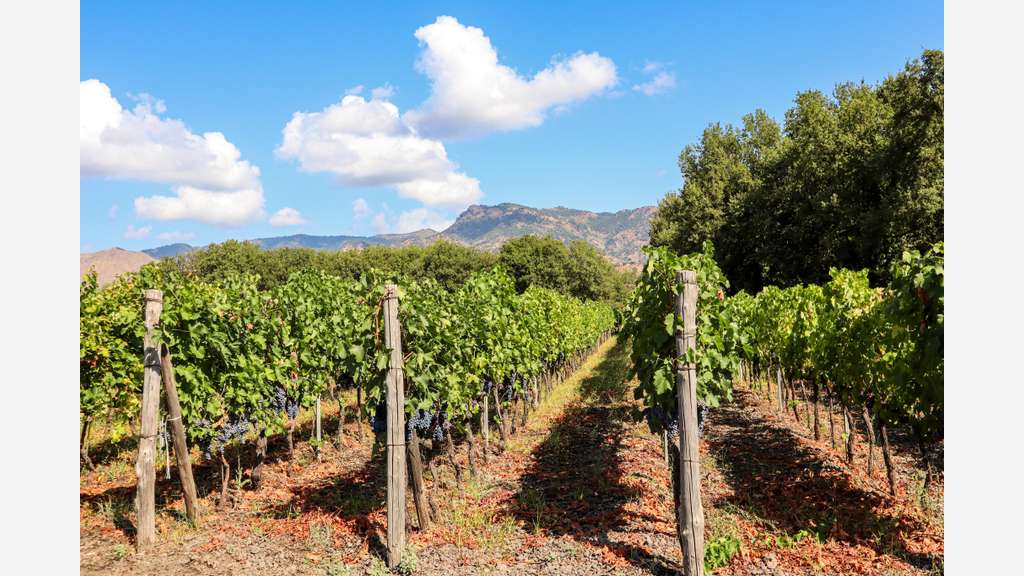 A vendre propriété viticole proche de Fréjus