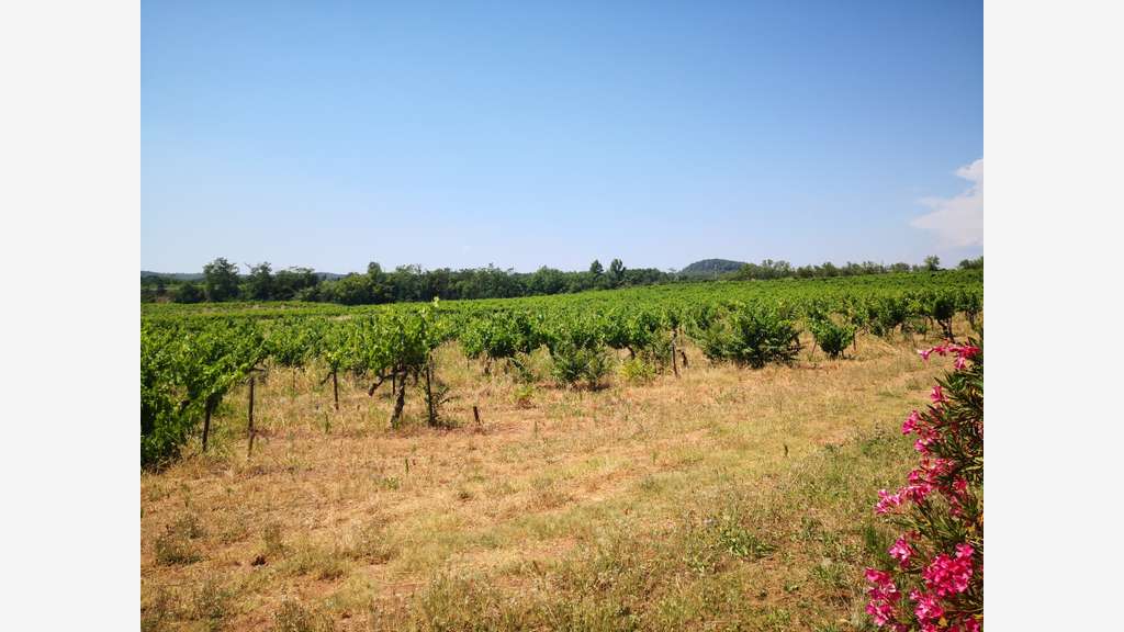 A vendre propriété viticole proche de Fréjus