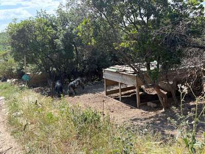 Exploitation agricole – Élevage porcin – Gard