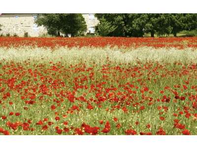 Vente Hôtel - Hôtel restaurant dans l'Aude
