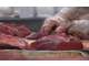 Vente belle affaire de commerce alimentaire Dpt 40