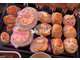 Cède boucherie charcuterie Traiteur dept Finistère