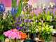 A vendre commerce de fleurs à Colombes (92)