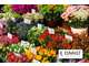 Vente FDC fleuriste bien situé dept Hérault