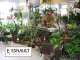 Vente FDC fleuriste bien situé dept Hérault