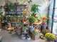 Reprise fleuriste plantes déco secteur Saintes