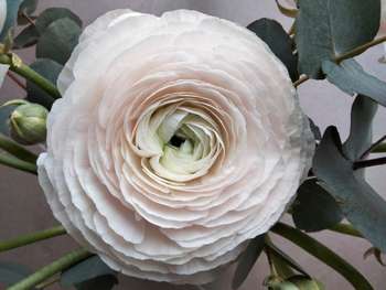 Vente boutique de fleurs traditionnelles Septeuil