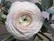 Vente boutique de fleurs traditionnelles Septeuil