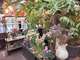 Vente fleuriste traditionnel en angle à St Cloud