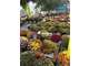 FONDS DE COMMERCE FLEURISTERIE & ÉVÉNEMENTIEL À AL