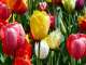 Vente magasin de fleurs en agglo de Saône et Loire