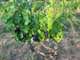 Vente Parcelles de vigne AOC 88a 67ca à Julienas