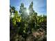 A vendre vignes AOC Moulin à Vent 3.5ha Bourgogne