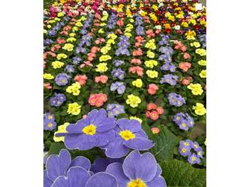 AV société horticole pépinière et jardinerie 26