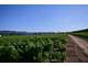 Vente domaine viticole 19ha AOP Côtes de Provence