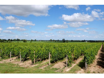 AV domaine viticole 32Ha Haut Layon milieu réputé