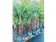 AV exploitation horticole et jardinerie de renom